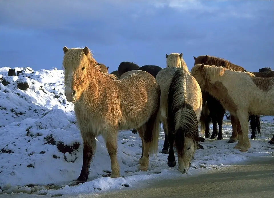 Caballos islandeses en la nieve